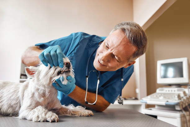 Best Emergency Dentist for Knocked-Out Tooth in Keowee Key, SC